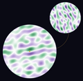 Two Scalar Flower field discs joined by a gold arc: the Constellation relationship membership